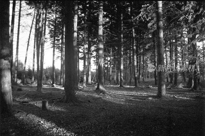 Pine trees with emerging sun, 35mm